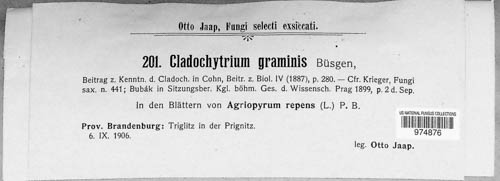 Physoderma graminis image